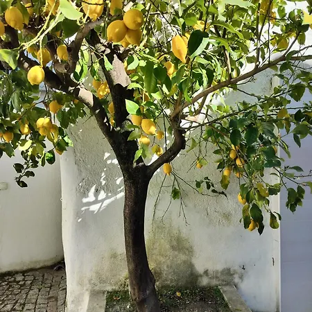 3 Marias Do Forno Apartment *